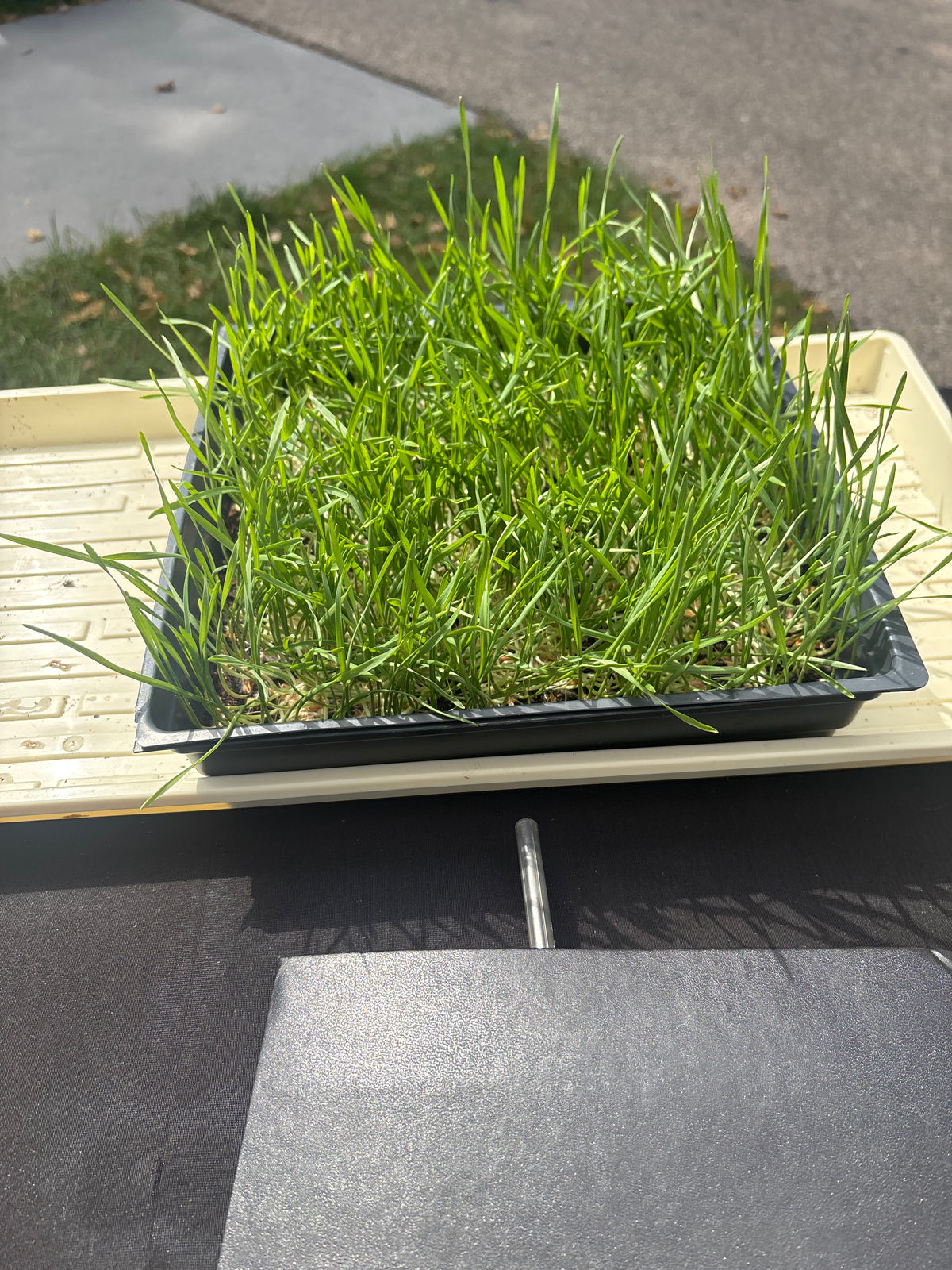 Large wheat grass