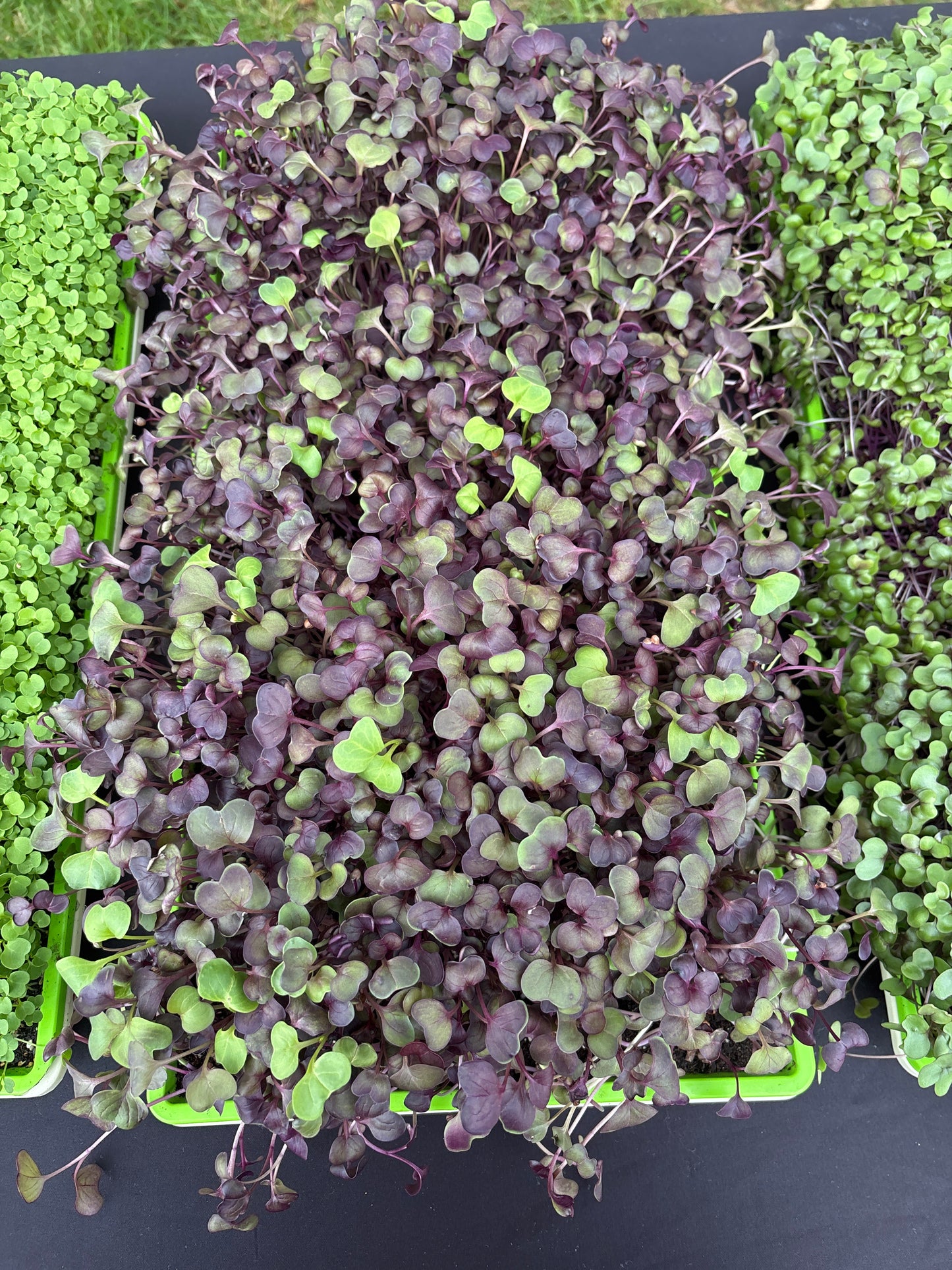 Purple Radish