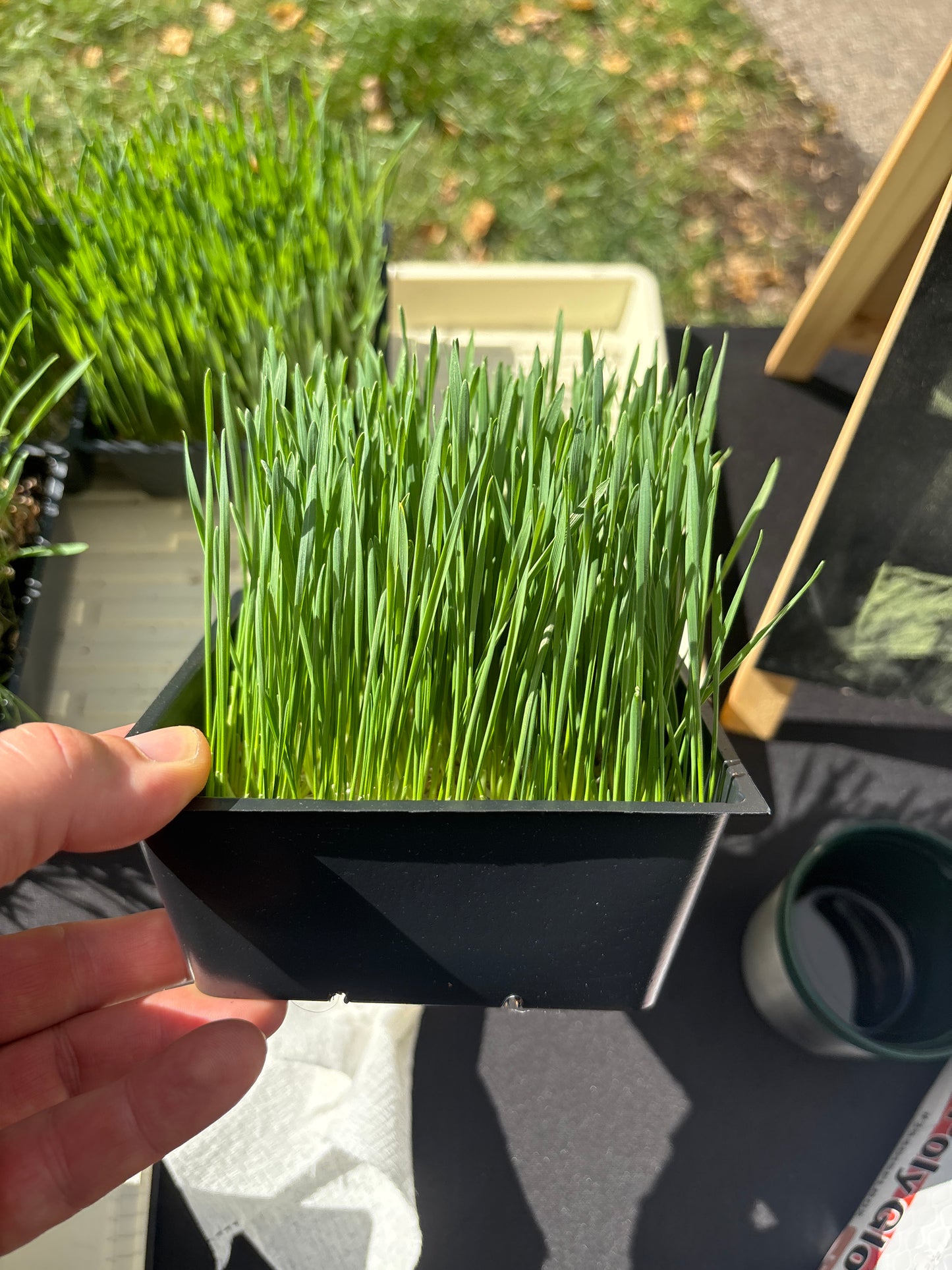 Wheat grass