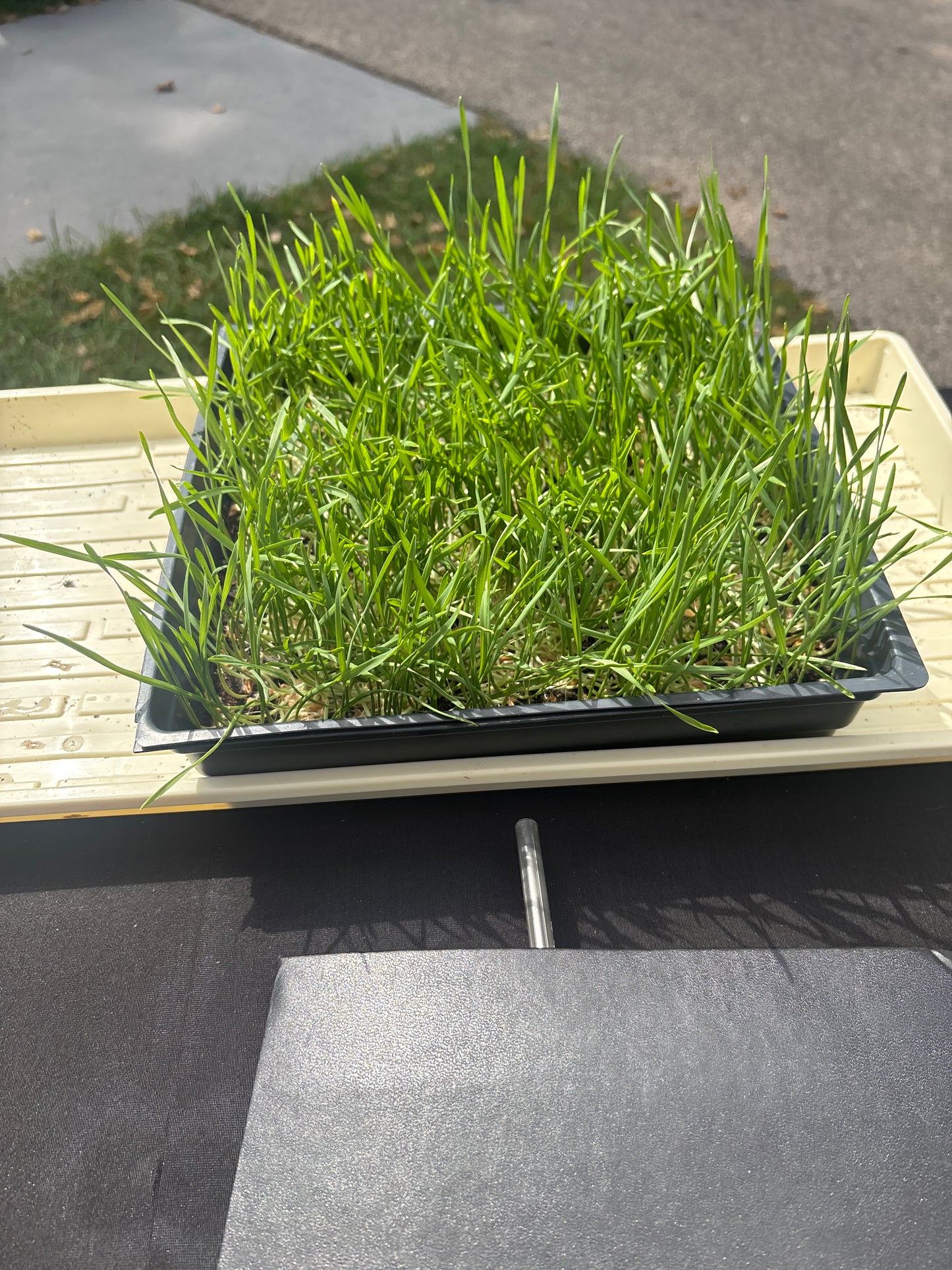 Large wheat grass