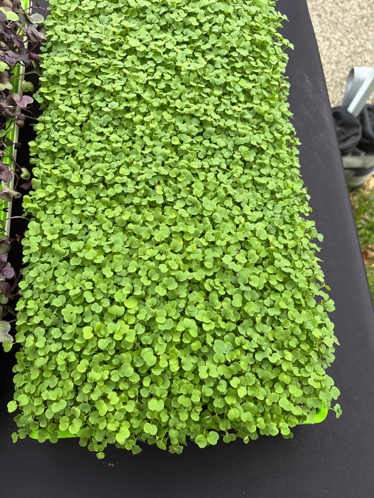 Arugula