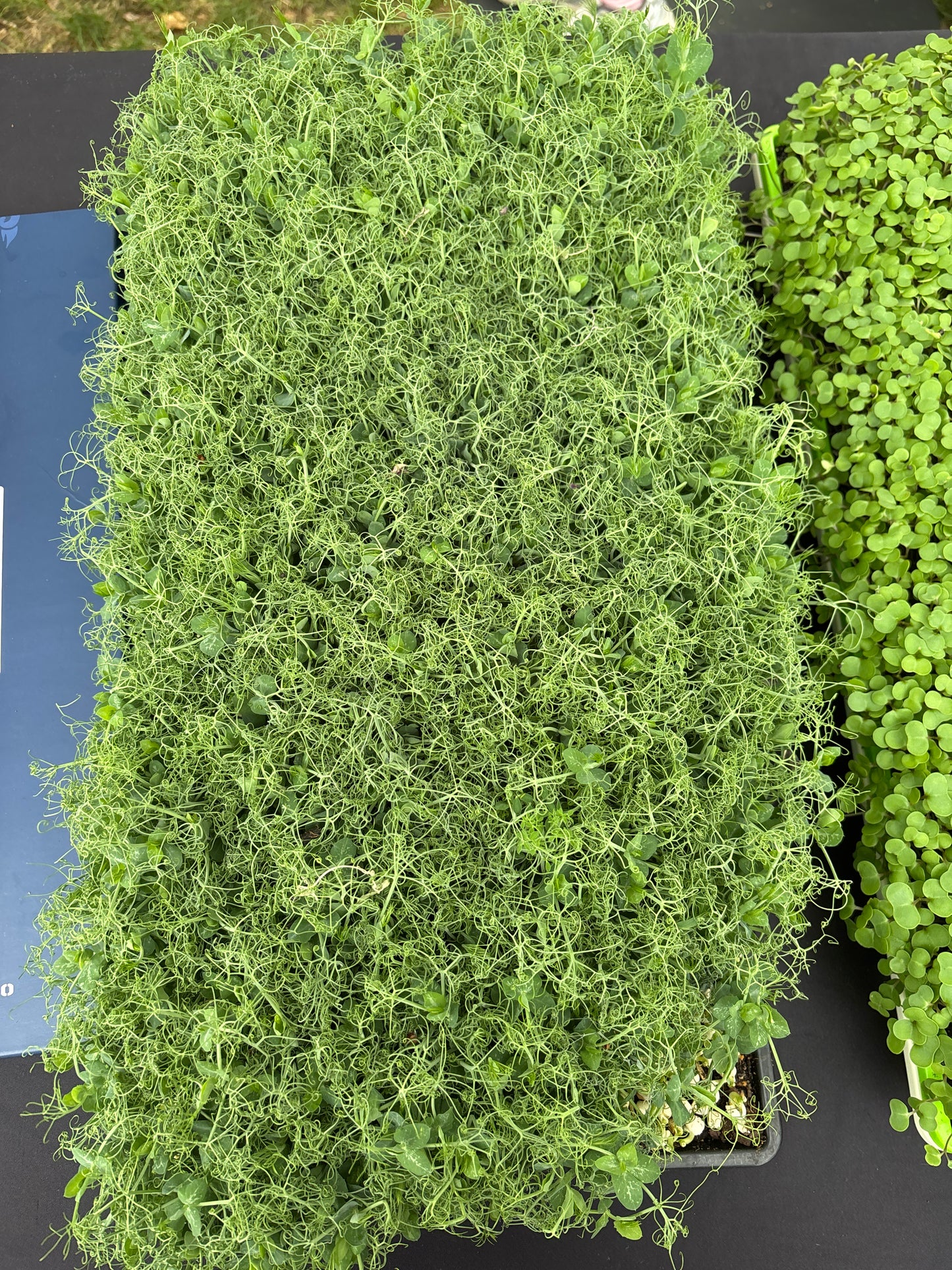 2 oz Microgreens