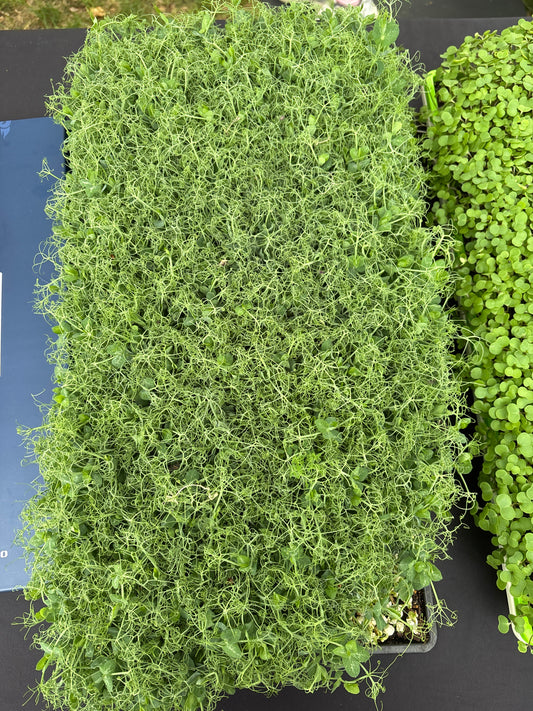 2 oz Microgreens