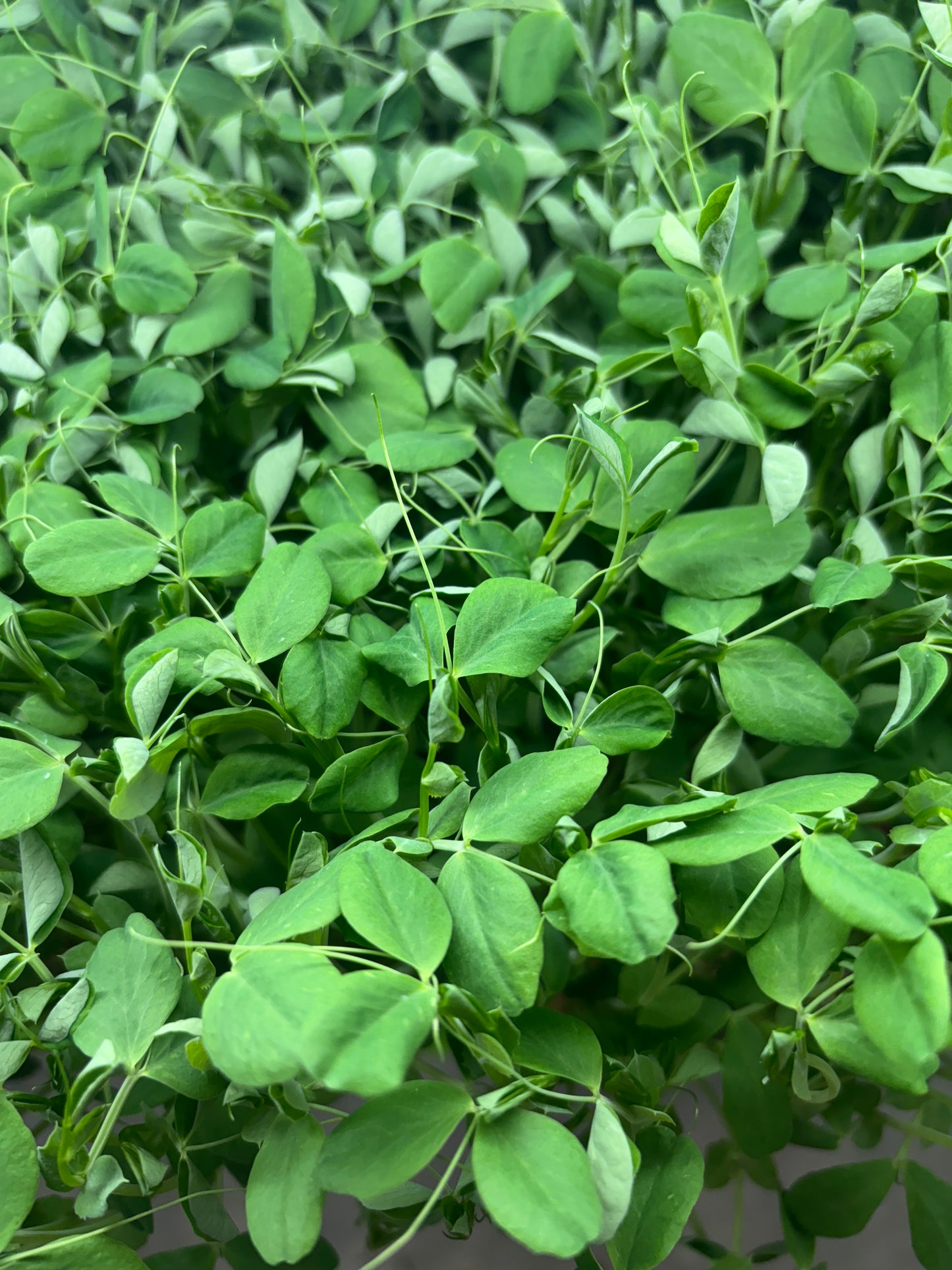 Speckled Pea Shoots