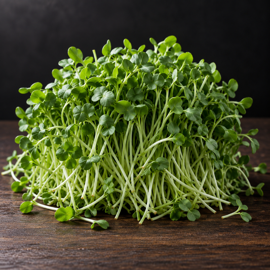 Fresh broccoli microgreens