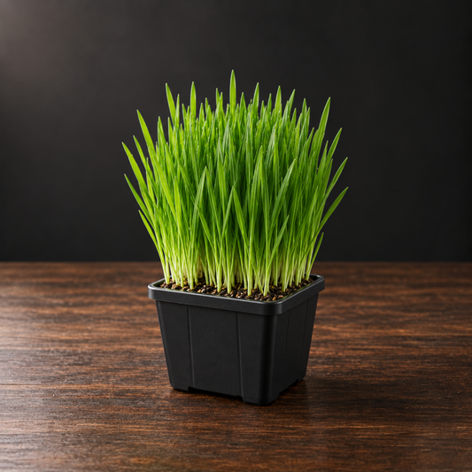 Fresh living pet grass in one small square black nursery cup