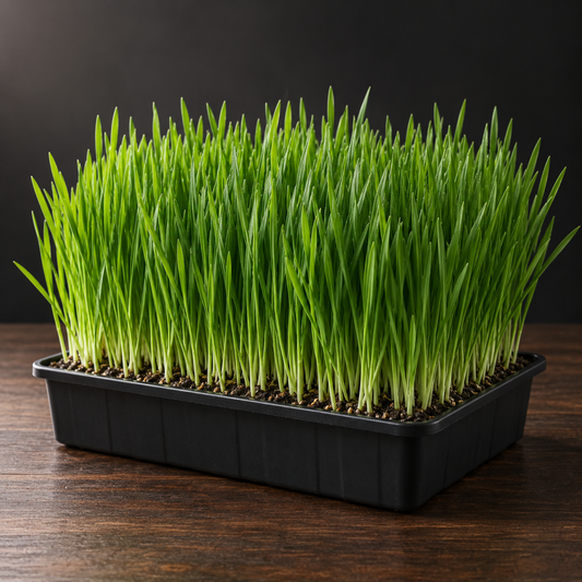 Fresh living wheatgrass tray