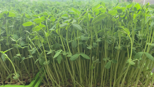 Speckled Pea Shoots