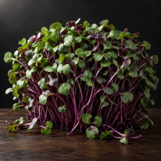 Fresh Rambo purple radish microgreens