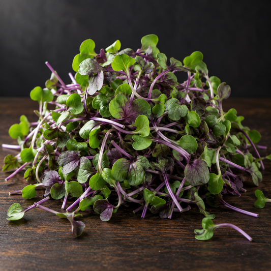 Fresh Red Acre cabbage microgreens