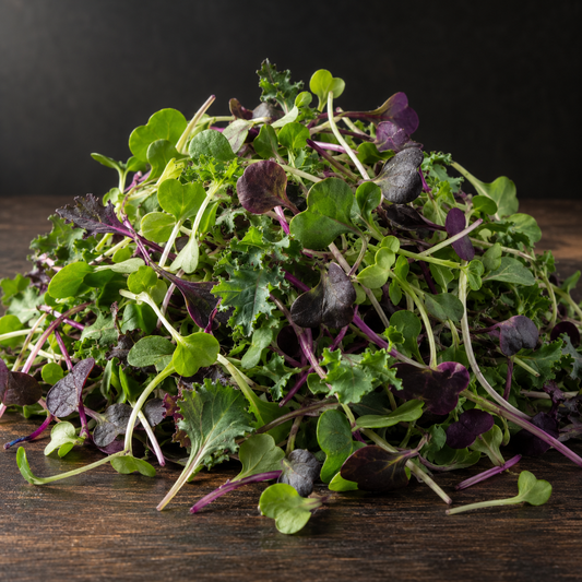 Fresh spicy microgreens mix